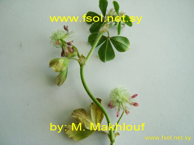 Trifolium pauciflorum   d’Urv.